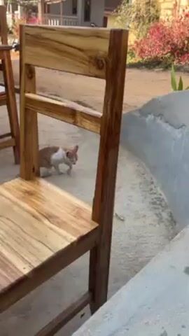 The video shows an orange and white cat walking along the side of a concrete planter. The cat is moving slowly and deliberately, occasionally sniffing the ground.  A wooden chair is to the left of the cat. The background includes flowers and a building. The scene is bathed in natural sunlight.