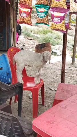 A young, light-colored goat stands on a red plastic chair, facing left, with its head down. The goat is in front of a small shop or stall. Several bags of snacks are hanging from a rack above the goat. A person wearing a patterned brown and beige cardigan stands in the background, behind the goat and to the left. The environment appears to be outdoors, with a dirt or gravel ground and some vegetation visible. Other chairs and a table are also present in the foreground.
