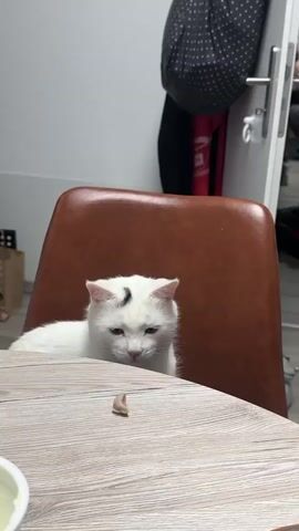 A white cat with a black marking on its forehead is seated on a brown leather chair at a wooden table. The cat is looking down at a small, brown object on the table. Its head is tilted, and one paw is extended towards the object. The cat appears to be contemplating the object, with a slightly droopy expression.

The setting is indoors, likely a home or a cafe, given the furniture and decor. In the background, a door with a silver handle is visible, along with some bags and clothing hanging on it. The lighting suggests it's daytime. The overall mood is calm and domestic, with the cat as the central focus. There is no visible text in the media.