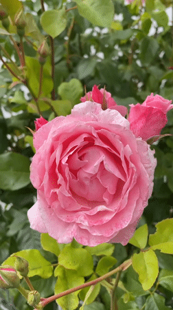 Garden walk through Hennef capturing flowers and neighborhood details