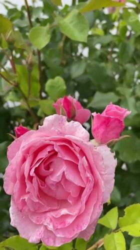 Garden walk through Hennef capturing flowers and neighborhood details