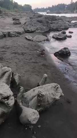 A mallard duck waddles on a rocky, sandy shoreline next to a body of water. Several large pieces of driftwood are scattered on the sand in the foreground. In the background, more rocks and a distant shoreline with trees and structures are visible. The water is calm with small ripples. The scene appears to be at dusk or dawn.