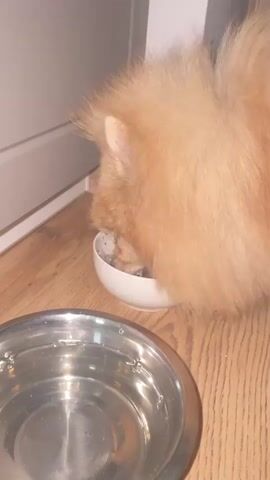 A fluffy Pomeranian dog is eating from a white bowl on a wooden floor. There is a metal bowl of water in the foreground. The dog's back is to the camera and its head is down in the food bowl. The dog is actively eating.