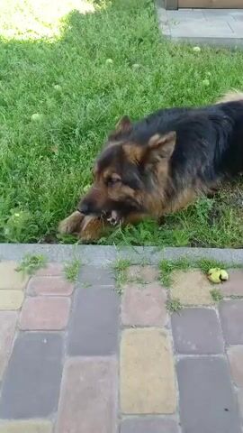 A German Shepherd dog lies on a grassy lawn next to a paved walkway. The dog is chewing on a large bone. The dog is brown and black. The grass is green and there are a few small green objects, possibly apples, scattered on the grass. The walkway is made of interlocking rectangular stones in shades of gray, tan, and pinkish-brown. There is a wooden structure visible in the background. The sun appears to be shining.