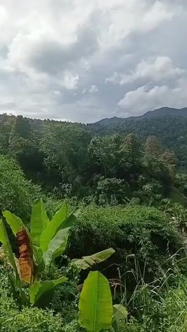 The video shows a lush green landscape with mountains in the background. The foreground is filled with dense vegetation, including large green leaves and tall grasses. There are scattered buildings visible among the trees in the mid-ground. The sky is partly cloudy with a mix of white clouds and blue sky. The camera appears to be panning slightly or is static, offering a panoramic view of the natural scenery.
