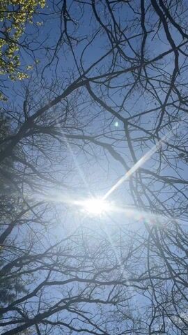 The camera looks up through bare tree branches and some with new spring green leaves towards a bright sun in a clear blue sky.