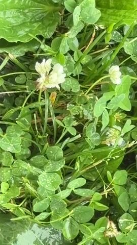 The video captures a close-up, low-angle view of green clover and grass, with several small white clover flowers scattered throughout. A large, broad green leaf, possibly plantain, is prominently featured in the upper right quadrant. The ground appears damp, with small water droplets visible on some of the leaves. The scene is static, with no discernible movement or action other than what might be attributed to slight camera shake or natural air movement. The lighting suggests an overcast or shaded environment.