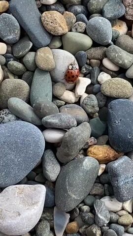 A close-up, overhead shot of a ladybug crawling on a collection of smooth, grey, tan, and white pebbles. The ladybug is red with black spots. The pebbles vary in size and shape and are densely packed together. The lighting is natural and even, suggesting an outdoor environment. No people are visible in the video.