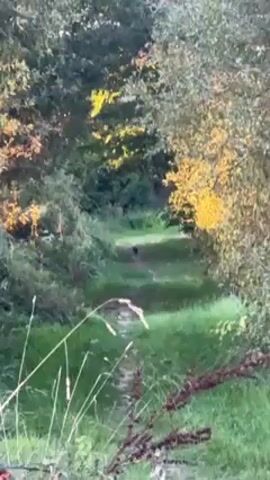 The video shows a wooded area with a narrow dirt path running through it. A small, dark animal, possibly a cat or a small dog, trots down the path and disappears into the distance. Sunlight filters through the trees, creating a dappled effect on the ground. The camera is initially focused on the animal but then pans upward and outward to show the surrounding trees and foliage. The video ends with a wider shot of the path winding through the trees.