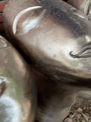 Metallic head sculptures documented in Plovdiv park