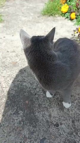 A grey cat with white paws is standing on a concrete surface. The cat is facing away from the camera at the start of the clip and turns to face the camera. It has white whiskers and yellow eyes. Behind the cat, there are green plants and yellow flowers. The cat's shadow is visible on the concrete.