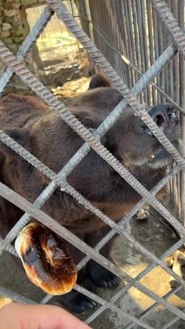 The video shows a brown bear in a cage. The bear is standing near the front of the cage, close to the camera. There is a pastry, or bun, on the floor of the cage near the bars. The cage is made of metal bars. The bear raises its nose, as if sniffing the air.