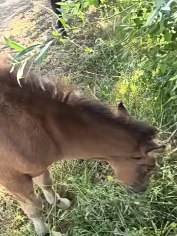 A human hand is seen petting a young brown horse. The horse has a branch with leaves resting on its back and neck. The horse is standing in a grassy area with some dry leaves and dirt on the ground. In the background, another dark-colored horse or animal is partially visible, and dense green foliage is present. The scene appears to be outdoors during daylight.