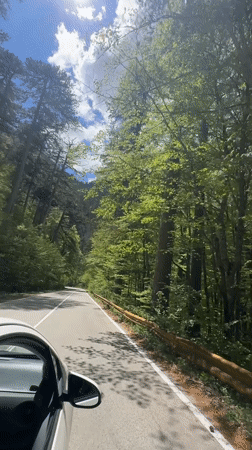 Car journey documented on tree-lined road in Montenegro