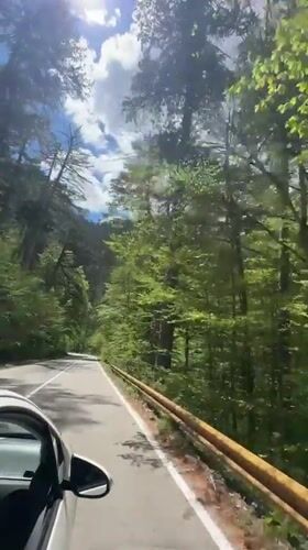 Car journey documented on tree-lined road in Montenegro
