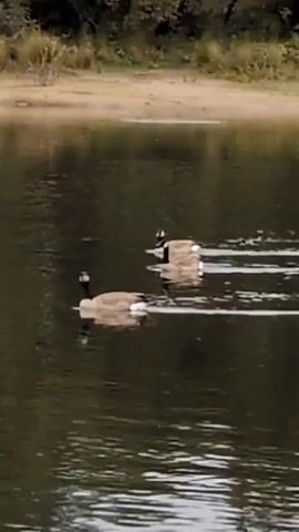 The video shows three Canadian geese swimming on a calm lake. The geese are swimming from left to right, creating ripples in the dark water. Behind the lake is a sandy bank and a line of trees.