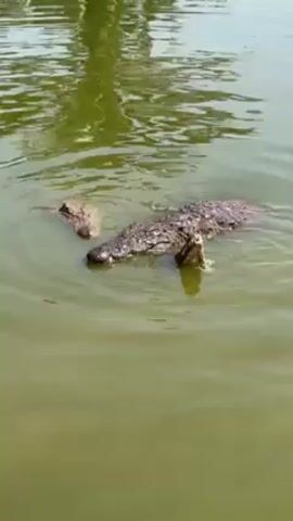 A crocodile is swimming in a murky green body of water. The crocodile is mostly submerged, with its head and back visible. The water's surface is reflecting the trees on the shore. In the distance, several other crocodiles can be seen resting on the bank.
