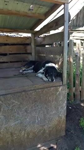 The video shows a black and white dog lying down in a wooden structure. The dog is resting on a wooden platform inside what appears to be a doghouse or shelter, with a partially visible leash attached to its collar. The shelter is made of rough-hewn wooden planks, with a corrugated roof providing shade. Sunlight filters through the gaps in the structure, indicating it is daytime. The dog appears to be calm and relaxed, with its eyes partially closed. In the latter half of the video, a person's hand enters the frame and gently strokes the dog's head, to which the dog seems to respond positively, nudging its head into the hand. The background shows greenery and a wooden fence, suggesting an outdoor, possibly rural, setting. The overall mood is peaceful and affectionate. There is no visible text in the video.