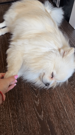 Pomeranian lounges on wood floor while getting gently petted
