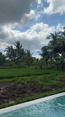 Resort pool meets rice paddy in a lush tropical setting