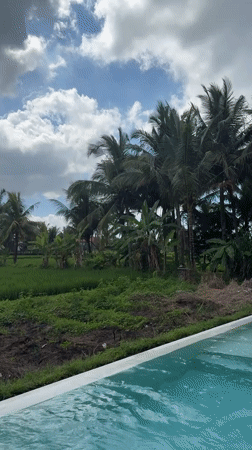 Resort pool meets rice paddy in a lush tropical setting