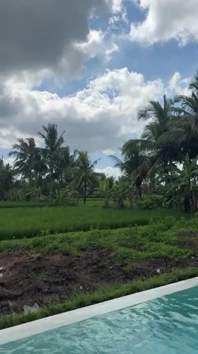 Resort pool meets rice paddy in a lush tropical setting