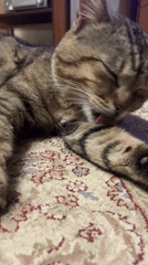 Tabby cat grooming paw on patterned surface captured