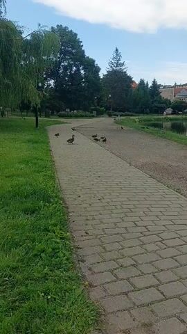 A paved walkway curves through a park with grass and trees. Several ducks are visible on the grass and near the walkway. Beyond the park, a lake reflects a row of buildings and a fountain. The sky is cloudy.