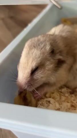 A close-up shot shows a light brown hamster in a light blue plastic container filled with wood shavings. The hamster is eating a piece of light yellow food. The hamster's eyes are partially closed and its mouth is near the food. Its paws are holding the food. The background is blurry and appears to be a wooden floor.