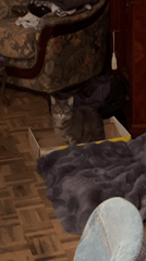 Gray tabby cat sits in cardboard box in Barcelona