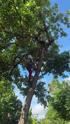A person wearing red pants and a light-colored top with a hood is seen climbing a large tree with lush green leaves. The individual is positioned on the lower trunk and branches, appearing to use a rope or wooden ladder-like structure to ascend. The scene is outdoors on a clear day with a bright blue sky and some white clouds visible through the tree canopy. Other green trees and foliage are present in the foreground and background, suggesting a natural or semi-natural environment. The camera is positioned low, looking up at the climber and the tree. Sounds of conversation and laughter are audible in the background.