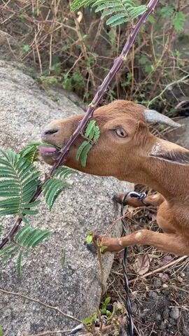 The video shows a brown goat eating leaves from a thorny branch. The goat has small horns and a dark collar. It is standing next to a large grey rock with dry brown grass and other vegetation in the background. The goat chews the leaves, and then the camera moves slightly, showing the thorny branch more clearly.