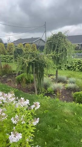 A garden scene with a variety of plants and trees. In the foreground, there are pink and white flowers with green leaves. Behind them, there are several Larch trees with weeping branches, and various shrubs and grasses. In the background, there are houses and a cloudy sky. The video pans slowly across the garden.
