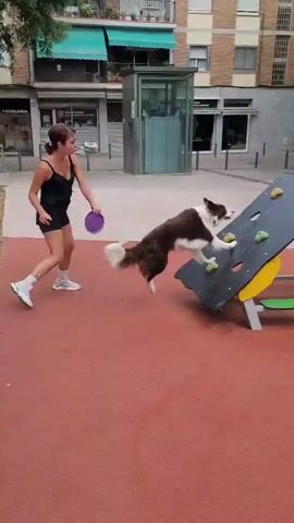 A brown and white Border Collie enthusiastically navigates obstacles on a red-surfaced playground in Sant Just Desvern, Spain. The video opens with the dog skillfully jumping onto and over a small, black A-frame agility structure, which has yellow supports and green and black climbing holds. A young person, dressed in a dark top and shorts, is partially visible on the left, observing or guiding the dog.

Following the jump, the dog runs quickly across the playground's soft red ground. It passes by a tall, cylindrical mesh structure, followed by two swings hanging from a metal frame, and then a yellow and black slide with a ladder. The dog appears energetic and happy, moving with purpose.

The playground is surrounded by green trees, some displaying purplish blossoms, suggesting the season is spring. Buildings are visible in the background, indicating an urban or suburban setting. The lighting is bright but soft, suggesting it's daytime, possibly morning or late afternoon. No visible text is present in the video.