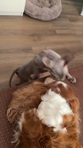 A hairless cat sniffs the back of a sleeping dog. The cat is light grey with wrinkled skin and large ears. The dog is a Cavalier King Charles Spaniel with long, wavy reddish-brown and white fur. The dog is lying on its side with its back facing the camera. The cat is positioned behind the dog, with its head lowered and its nose touching the dog's fur. The scene takes place indoors on a wooden floor. A fluffy grey pet bed is visible in the background. The lighting is soft and natural.
