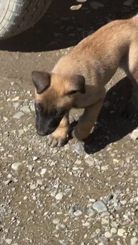 A brown puppy with a black snout walks into a metal wheel. The puppy walks from the left to the right of the frame, disappearing behind the wheel. The ground is covered in dirt and small rocks.