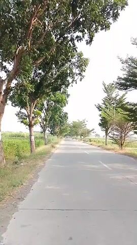 A paved road with a white dashed line runs through a rural landscape. Tall green trees with full canopies line both sides of the road, creating a tunnel effect. On the left side of the road, there is a field of green crops. On the right side, there are more trees and a few solar-powered streetlights. The sky is bright and clear. The video appears to be shot from a moving vehicle. There are no people or other animals visible in the video.