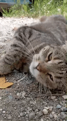 Cat, roses, and woodworking captured in morning memories