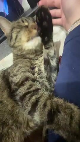 The video shows a close-up of a tabby cat lying down and being petted by a person. The cat's eyes are closed and its tongue is sticking out. The person's hand is visible petting the cat's head. The cat's paw is raised and appears to be being petted as well. The background is blurry but appears to be indoors.