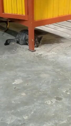 A tabby cat is lying on a concrete floor under a structure with orange and yellow siding. The cat is partially hidden by a red metal support beam and appears to be eating or grooming itself. The floor is dirty with some white specks and dark stains. To the left of the frame, a portion of a yellow wheel is visible.