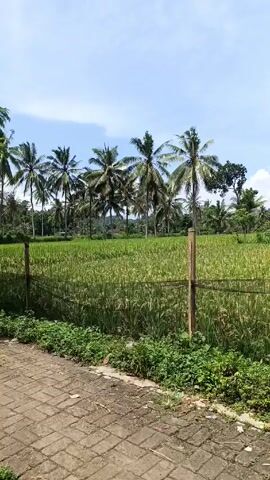 The video shows a bright, daytime scene of a rural landscape.  A brick walkway runs along the bottom of the frame. To the right of the frame there is a rice field. In the background, there are several palm trees under a blue sky with scattered white clouds. The rice field is separated from the walkway by a simple fence of posts and wire. Small plants and grasses grow along the edge of the walkway and the base of the fence.