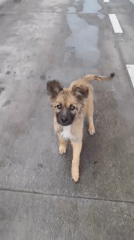 Wet dogs spotted on Podgorica streets, person approaches one