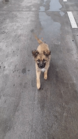 Wet dogs spotted on Podgorica streets, person approaches one