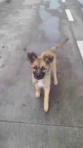 Wet dogs spotted on Podgorica streets, person approaches one