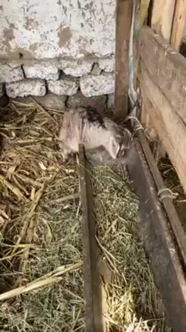 A small goat kid is eating hay from a trough inside a pen with a stone wall. The pen is constructed of wooden planks. There are other goats in the pen as well, one black. The pen is made of wood and stone with straw or hay spread on the ground.