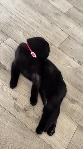 A black cat with folded ears and a pink collar is lying on a wooden floor. The cat appears to be stretching or rolling around. It briefly looks up at the camera with yellow eyes before returning to its position.