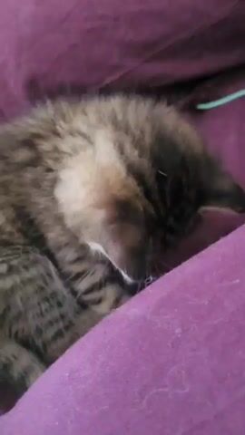 A tabby kitten is curled up on a purple surface, appearing to be asleep. The kitten's head is tucked towards its body. A human hand gently strokes the kitten's back. The lighting is dim.