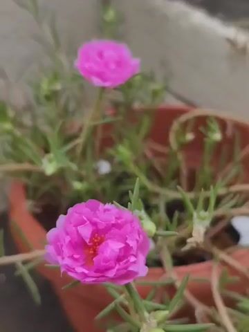 The video shows a close-up view of potted pink flowers outdoors. The flowers appear to be Portulaca, commonly known as moss roses. The plants are in terracotta-colored pots and are situated on a concrete surface, possibly a rooftop or patio, with a gray pipe visible in the background. The lighting suggests it might be daytime. The camera focuses on the blooms and the green, succulent-like foliage of the plants.