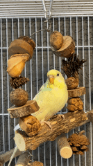 Pet bird and selfie moments captured in Rostov homes