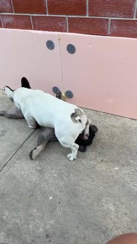 Two French Bulldogs are playing on a concrete surface in front of a pink foam barrier and a brick wall. One dog, primarily white with brown markings, is positioned on top of the other dog, which is mostly dark gray. The white dog is standing and appears to be nudging or pawing at the dark gray dog. The dark gray dog is lying on its back with its legs in the air. The scene is outdoors, and the lighting suggests it is daytime.
